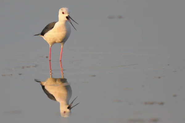 Lintu kävelee vedessä — kuvapankkivalokuva