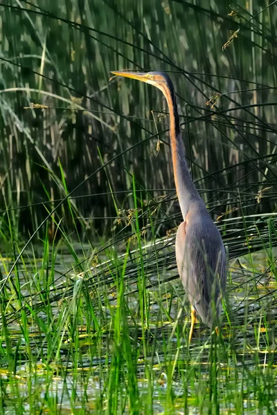 Side view shot of grey heron — Stock Photo, Image