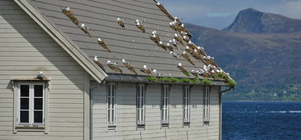 Dak met vogels en nesten — Stockfoto