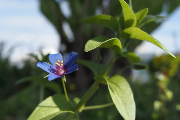 Pimpinela azul - Anagallis arvensis foemina — Fotografia de Stock