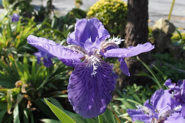 IRIS púrpura tectorum —  Fotos de Stock