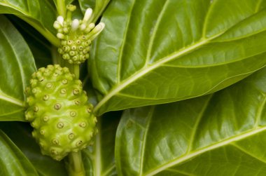 noni, morinda citrifolia, bitkisel