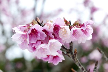 Sakura, kiraz çiçeği, Tayvan kirazı.