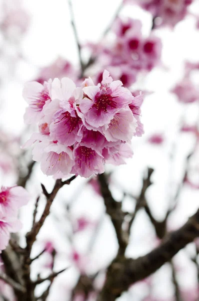 Sakura Cherry Blossom Taiwan Cherry — Stock Photo, Image