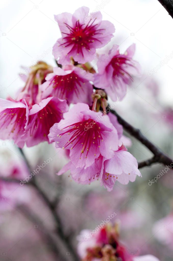 Sakura, Cherry blossom, Taiwan cherry