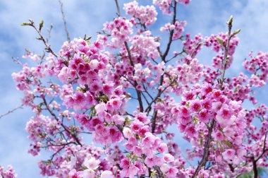 Sakura, kiraz çiçeği, Tayvan kirazı.