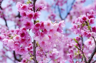 Sakura, kiraz çiçeği, Tayvan kirazı.