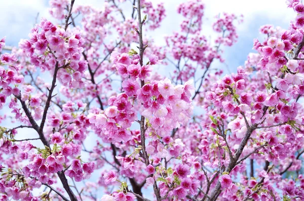 Сакура Квітка Вишня Тайванська Вишня — стокове фото