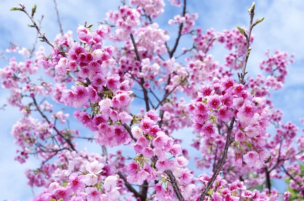 Sakura Fiore Ciliegio Taiwan Ciliegio — Foto Stock