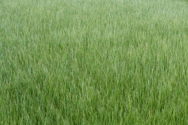 Acele (Juncus effusus) alanı