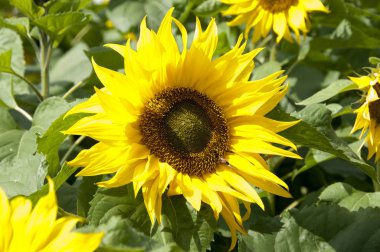 Ayçiçeği bahçesi. Ayçiçeği açıyor.