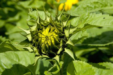 Büyüyen ayçiçeği. ayçiçeği tomurcuğu