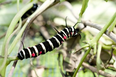 Ağaç perisi kelebeği (fikir lökosonisi) kağıt uçurtma veya pirinç kağıdı kelebeği larvası
