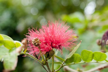 Kırmızı toz puf çiçek. (Bilimsel adı - Calliandra haematocephala Hassk.)
