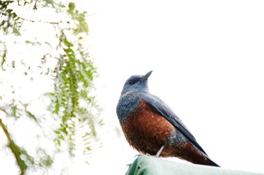 Blue Rock Thrush, Monticola solitarius