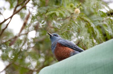 Blue Rock Thrush, Monticola solitarius