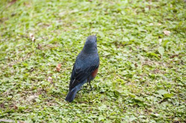 Blue Rock Thrush, Monticola solitarius