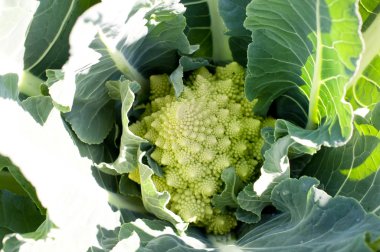 Çiftlikte yetişen Romanesco brokoli 
