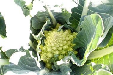 Çiftlikte yetişen Romanesco brokoli 