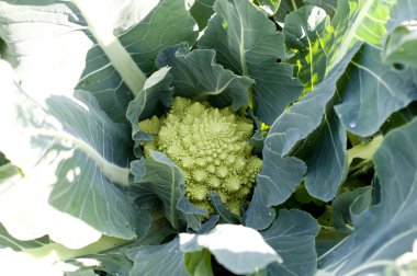 Çiftlikte yetişen Romanesco brokoli 