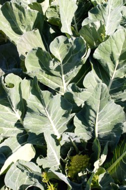 Çiftlikte yetişen Romanesco brokoli 