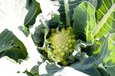 Çiftlikte yetişen Romanesco brokoli 