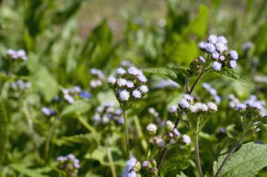 Ageratum conyzoides çiçekleri