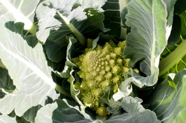 Çiftlikte yetişen Romanesco brokoli 