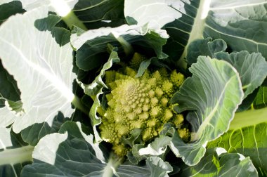 Çiftlikte yetişen Romanesco brokoli 