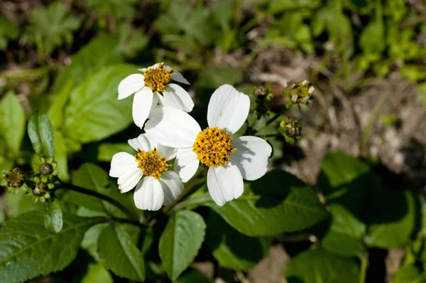 Romerillo Bidens Pilosa Var Radiata — Photo