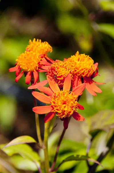 Meksika Alevli Sarmaşığı Çiçekleri Pseudogynoxys Chenopodioides — Stok fotoğraf