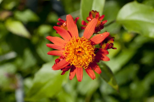 Meksika alevli sarmaşığı çiçekleri (Pseudogynoxys chenopodioides) 