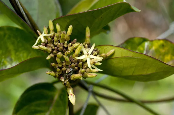 Houraikagami Parsonsia Alboflavescens Parsonsia Laevigata — Stock Photo, Image