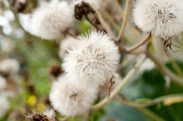 Green leopard plant\'s head with lots of seeds (Farfugium japonicum)