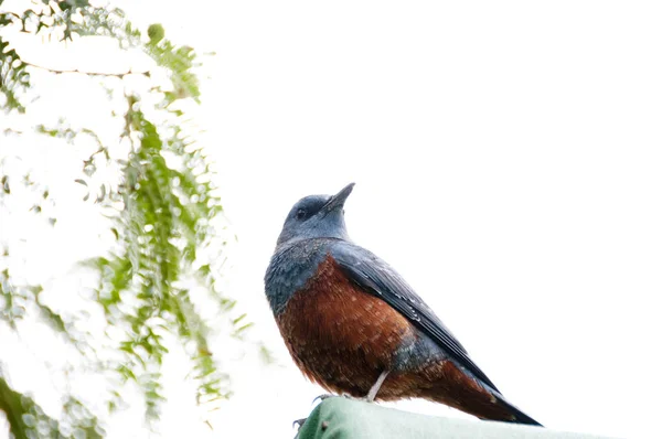 Blue Rock Thrush Monticola Solitarius — стоковое фото