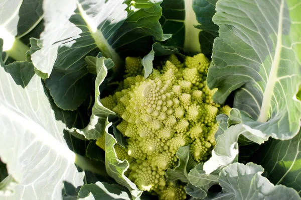 Romanesco Broccoli Growing Farm — Stock Photo, Image
