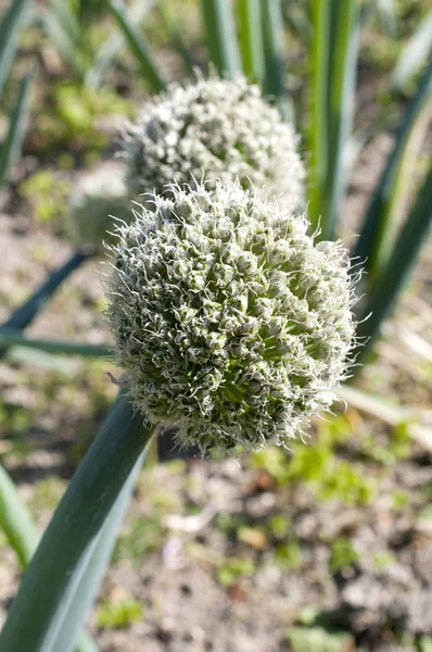 Fiore Testa Cipolla Verde — Foto Stock