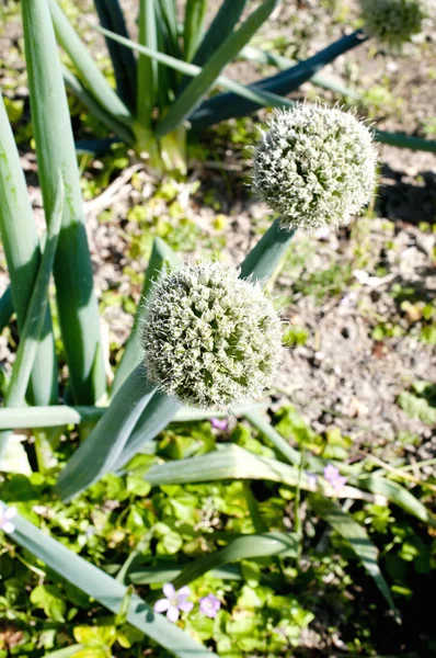 Grüne Zwiebel Blume Kopf Blüte — Stockfoto