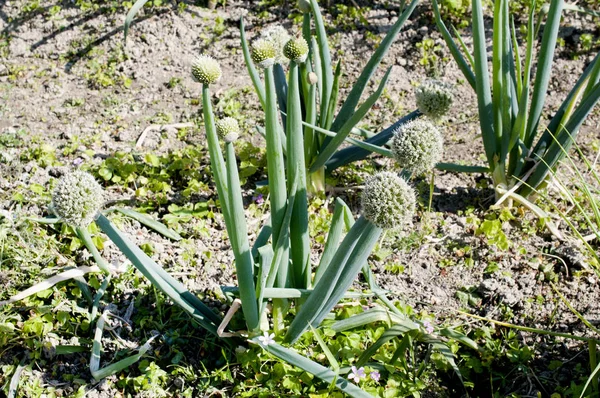 Green Onion Flower Head Blossom — Stock Photo, Image