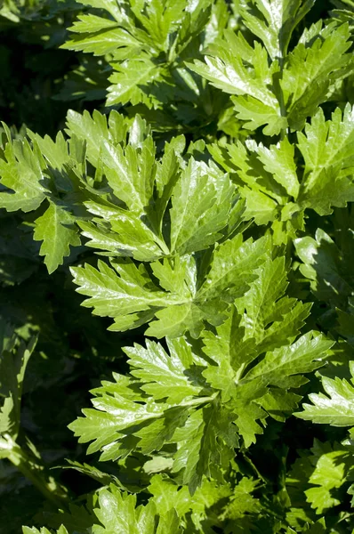 Fresh Green Celery Field — Stock Photo, Image