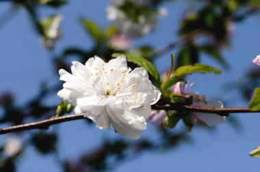 Cüce çiçekli badem (Prunus glandulosa) 