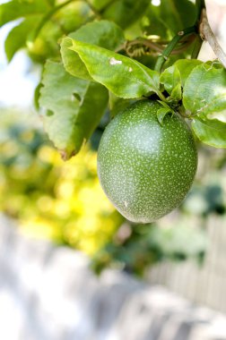 Sarmaşıktaki tutku meyvesine yaklaş