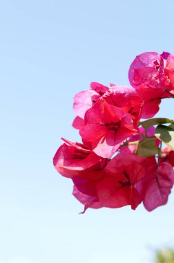 Pembe-mor Bougainvillea çiçekleri