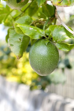 Sarmaşıktaki tutku meyvesine yaklaş