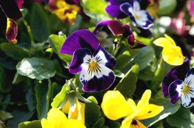 Çok renkli çiçekli Viola bitkisi