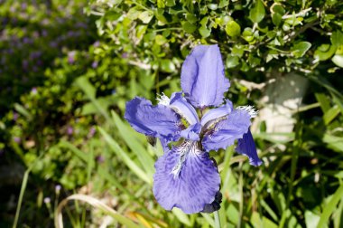 Mor çiçek, Duvar İrisi (Iris Sektorumu), çatı irisi