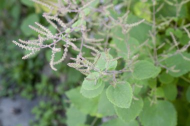 Tetradenia Riparia, Nutmeg Bush, Mochasma, Iboza Riparia