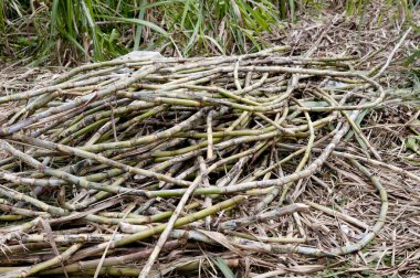 Hasat edilmiş şeker kamışı veya şeker kamışı