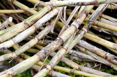 Hasat edilmiş şeker kamışı veya şeker kamışı
