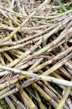 Hasat edilmiş şeker kamışı veya şeker kamışı